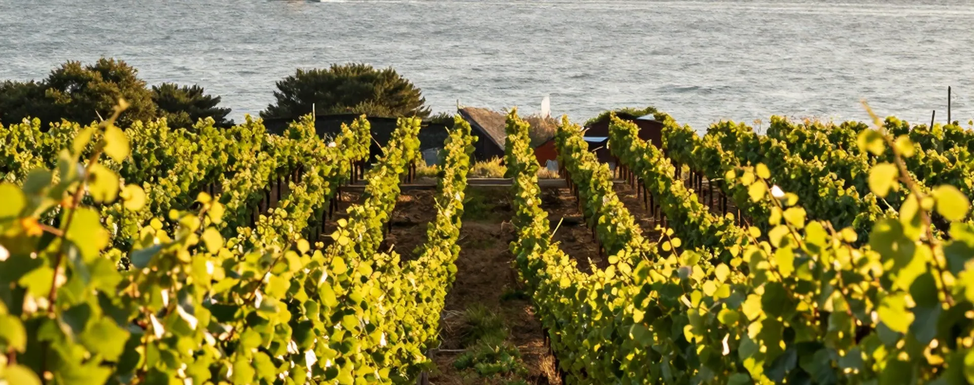 Vineyard rows running down to the bay at sunset