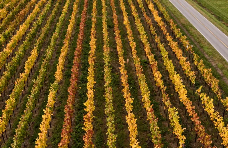 Vineyard rows seen from above