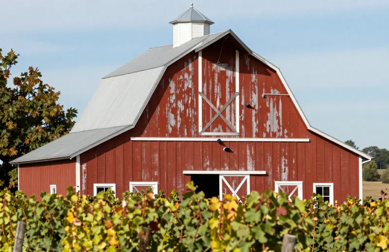 Red barn beside vineyard rows