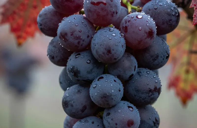 Grapes with morning dew